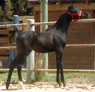 SH  
Lakota's Black Grandson, Shakil AL Shams 